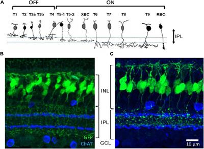 Asymmetric Distributions of Achromatic Bipolar Cells in the Mouse Retina